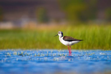 Sevimli su kuşu. Siyah kanatlı Stilt. Renkli doğa habitat arka plan. Siyah kanatlı Stilt Himantopus himantopus.