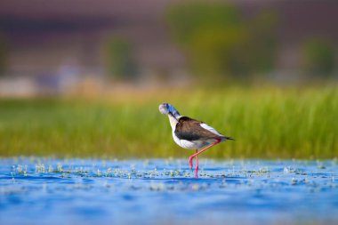 Sevimli su kuşu. Siyah kanatlı Stilt. Renkli doğa habitat arka plan. Siyah kanatlı Stilt Himantopus himantopus.