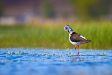 Sevimli su kuşu. Siyah kanatlı Stilt. Renkli doğa habitat arka plan. Siyah kanatlı Stilt Himantopus himantopus.