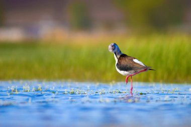 Sevimli su kuşu. Siyah kanatlı Stilt. Renkli doğa habitat arka plan. Siyah kanatlı Stilt Himantopus himantopus.