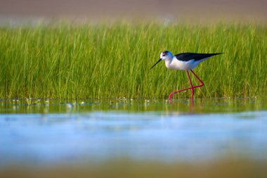 Sevimli su kuşu. Siyah kanatlı Stilt. Renkli doğa habitat arka plan. Siyah kanatlı Stilt Himantopus himantopus.