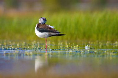 Sevimli su kuşu. Siyah kanatlı Stilt. Renkli doğa habitat arka plan. Siyah kanatlı Stilt Himantopus himantopus.