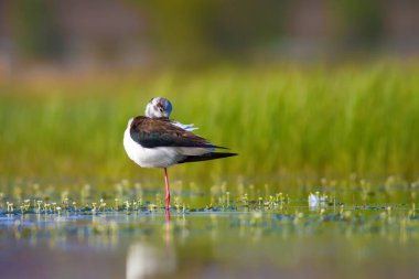 Sevimli su kuşu. Siyah kanatlı Stilt. Renkli doğa habitat arka plan. Siyah kanatlı Stilt Himantopus himantopus.