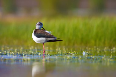 Sevimli su kuşu. Siyah kanatlı Stilt. Renkli doğa habitat arka plan. Siyah kanatlı Stilt Himantopus himantopus.