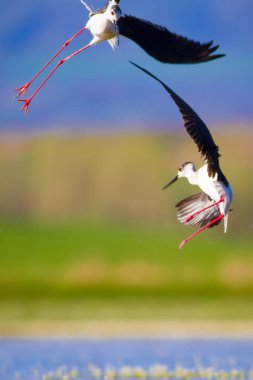 Sevimli su kuşu. Siyah kanatlı Stilt. Renkli doğa habitat arka plan. Siyah kanatlı Stilt Himantopus himantopus.