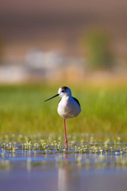 Sevimli su kuşu. Siyah kanatlı Stilt. Renkli doğa habitat arka plan. Siyah kanatlı Stilt Himantopus himantopus.