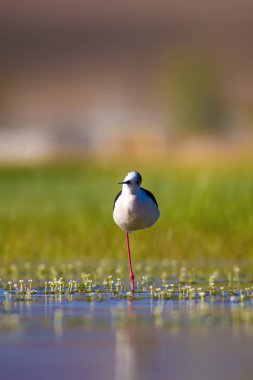 Sevimli su kuşu. Siyah kanatlı Stilt. Renkli doğa habitat arka plan. Siyah kanatlı Stilt Himantopus himantopus.