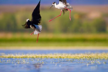 Sevimli su kuşu. Ortak su kuşları. Kuş; Siyah kanatlı Stilt. Himantopus himantopus. Renkli doğa arka plan.