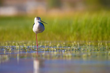 Sevimli su kuşu. Siyah kanatlı Stilt. Renkli doğa habitat arka plan. Siyah kanatlı Stilt Himantopus himantopus.