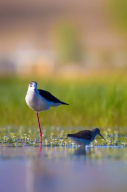 Sevimli su kuşu. Siyah kanatlı Stilt. Renkli doğa habitat arka plan. Siyah kanatlı Stilt Himantopus himantopus.