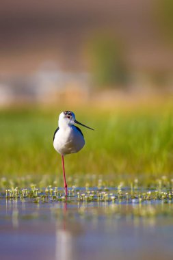 Sevimli su kuşu. Siyah kanatlı Stilt. Renkli doğa habitat arka plan. Siyah kanatlı Stilt Himantopus himantopus.