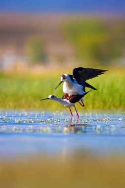 Sevimli kuş çiftliği. Ortak su kuşları. Kuş; Siyah kanatlı Stilt. Himantopus himantopus. Renkli doğa arka plan.