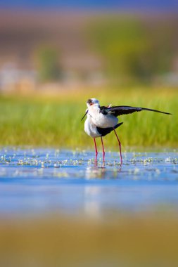 Sevimli kuş çiftliği. Ortak su kuşları. Kuş; Siyah kanatlı Stilt. Himantopus himantopus. Renkli doğa arka plan.