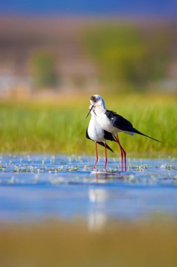 Sevimli kuş çiftliği. Ortak su kuşları. Kuş; Siyah kanatlı Stilt. Himantopus himantopus. Renkli doğa arka plan.