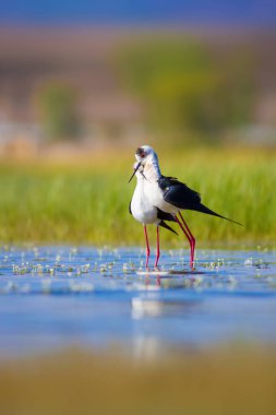 Sevimli kuş çiftliği. Ortak su kuşları. Kuş; Siyah kanatlı Stilt. Himantopus himantopus. Renkli doğa arka plan.