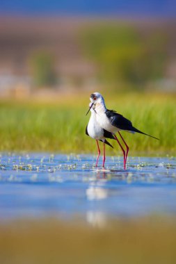 Sevimli kuş çiftliği. Ortak su kuşları. Kuş; Siyah kanatlı Stilt. Himantopus himantopus. Renkli doğa arka plan.