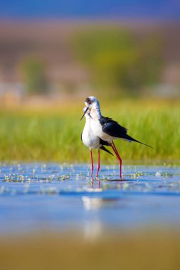 Sevimli kuş çiftliği. Ortak su kuşları. Kuş; Siyah kanatlı Stilt. Himantopus himantopus. Renkli doğa arka plan.