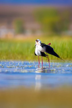 Sevimli kuş çiftliği. Ortak su kuşları. Kuş; Siyah kanatlı Stilt. Himantopus himantopus. Renkli doğa arka plan.