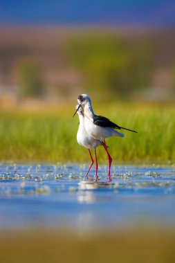 Sevimli kuş çiftliği. Ortak su kuşları. Kuş; Siyah kanatlı Stilt. Himantopus himantopus. Renkli doğa arka plan.