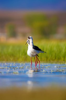Sevimli kuş çiftliği. Ortak su kuşları. Kuş; Siyah kanatlı Stilt. Himantopus himantopus. Renkli doğa arka plan.