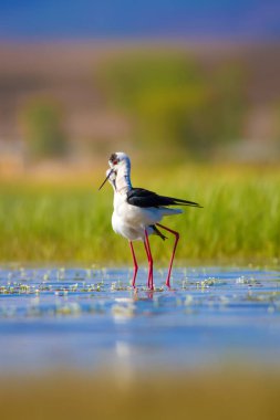 Sevimli kuş çiftliği. Ortak su kuşları. Kuş; Siyah kanatlı Stilt. Himantopus himantopus. Renkli doğa arka plan.