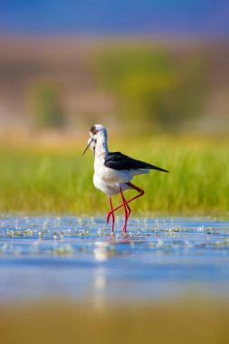 Sevimli kuş çiftliği. Ortak su kuşları. Kuş; Siyah kanatlı Stilt. Himantopus himantopus. Renkli doğa arka plan.