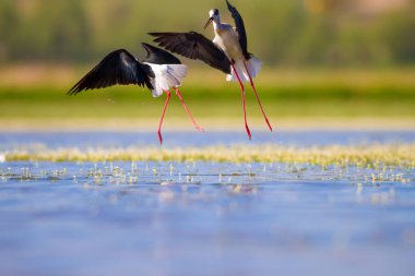 Sevimli kuş çiftliği. Ortak su kuşları. Kuş; Siyah kanatlı Stilt. Himantopus himantopus. Renkli doğa arka plan.