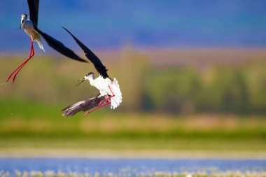 Sevimli su kuşu. Siyah kanatlı Stilt. Renkli doğa habitat arka plan. Siyah kanatlı Stilt Himantopus himantopus.