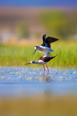 Sevimli kuş çiftliği. Ortak su kuşları. Kuş; Siyah kanatlı Stilt. Himantopus himantopus. Renkli doğa arka plan.
