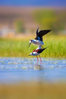 Sevimli kuş çiftliği. Ortak su kuşları. Kuş; Siyah kanatlı Stilt. Himantopus himantopus. Renkli doğa arka plan.