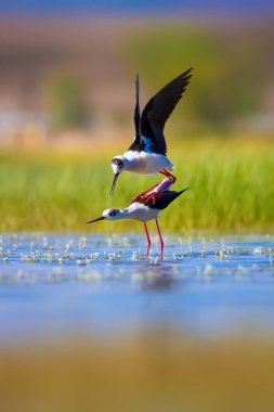 Sevimli kuş çiftliği. Ortak su kuşları. Kuş; Siyah kanatlı Stilt. Himantopus himantopus. Renkli doğa arka plan.