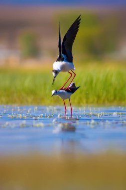 Sevimli kuş çiftliği. Ortak su kuşları. Kuş; Siyah kanatlı Stilt. Himantopus himantopus. Renkli doğa arka plan.