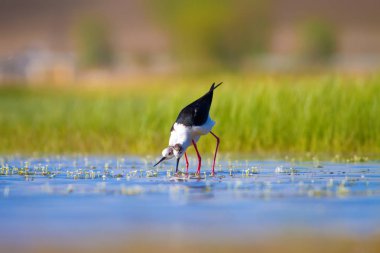 Sevimli kuş çiftliği. Ortak su kuşları. Kuş; Siyah kanatlı Stilt. Himantopus himantopus. Renkli doğa arka plan.