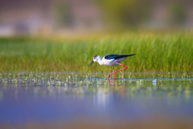 Sevimli su kuşu. Siyah kanatlı Stilt. Renkli doğa habitat arka plan. Siyah kanatlı Stilt Himantopus himantopus.