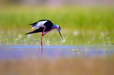 Sevimli su kuşu. Siyah kanatlı Stilt. Renkli doğa habitat arka plan. Siyah kanatlı Stilt Himantopus himantopus.
