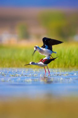 Sevimli kuş çiftliği. Ortak su kuşları. Kuş; Siyah kanatlı Stilt. Himantopus himantopus. Renkli doğa arka plan.