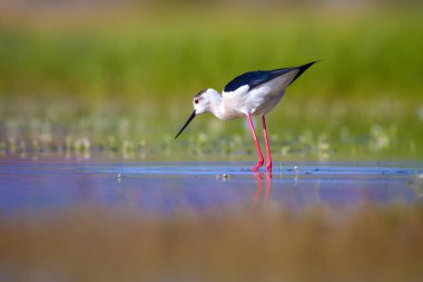 Sevimli su kuşu. Siyah kanatlı Stilt. Renkli doğa habitat arka plan. Siyah kanatlı Stilt Himantopus himantopus.