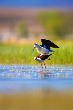 Sevimli kuş çiftliği. Ortak su kuşları. Kuş; Siyah kanatlı Stilt. Himantopus himantopus. Renkli doğa arka plan.