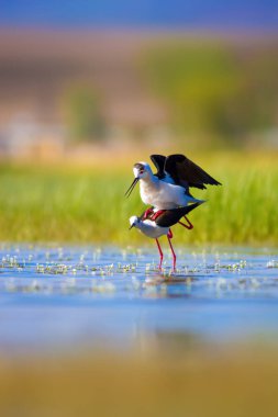 Sevimli kuş çiftliği. Ortak su kuşları. Kuş; Siyah kanatlı Stilt. Himantopus himantopus. Renkli doğa arka plan.