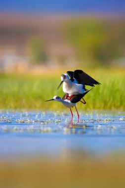 Sevimli kuş çiftliği. Ortak su kuşları. Kuş; Siyah kanatlı Stilt. Himantopus himantopus. Renkli doğa arka plan.