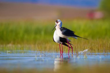 Sevimli kuş çiftliği. Ortak su kuşları. Kuş; Siyah kanatlı Stilt. Himantopus himantopus. Renkli doğa arka plan.