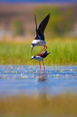 Sevimli kuş çiftliği. Ortak su kuşları. Kuş; Siyah kanatlı Stilt. Himantopus himantopus. Renkli doğa arka plan.