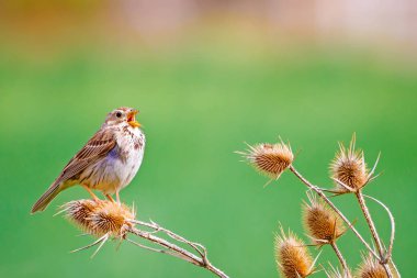 Şarkı söyleyen kuş. Yeşil doğa arka planı. Kuş: Mısır Kiraz kuşu. Emberiza calandra. Bitki: Altın devedikeni. Ankara Mogan Gölü. Türkiye.