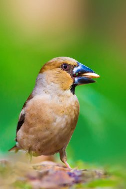 Sevimli küçük kuş Hawfinch. Hawfinch yerde besleniyor. Yeşil doğa arka planı. Kuş: Hawfinch. Coccothraustes coccothraustes.
