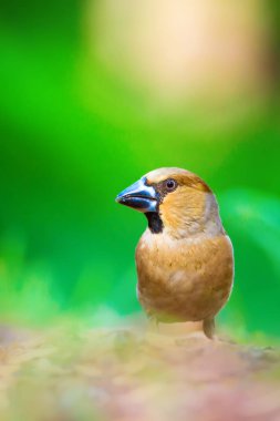 Sevimli küçük kuş Hawfinch. Hawfinch yerde besleniyor. Yeşil doğa arka planı. Kuş: Hawfinch. Coccothraustes coccothraustes.