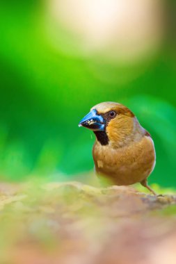 Sevimli küçük kuş Hawfinch. Hawfinch yerde besleniyor. Yeşil doğa arka planı. Kuş: Hawfinch. Coccothraustes coccothraustes.