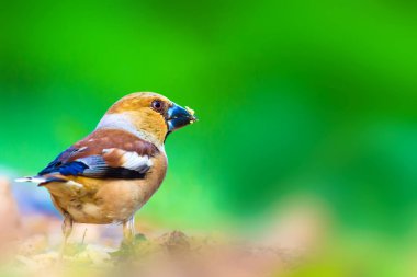 Sevimli küçük kuş Hawfinch. Hawfinch yerde besleniyor. Yeşil doğa arka planı. Kuş: Hawfinch. Coccothraustes coccothraustes.