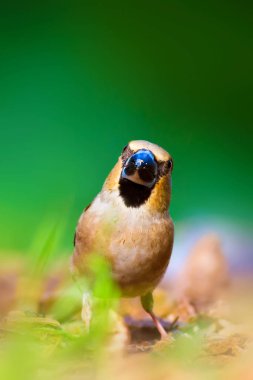 Sevimli küçük kuş Hawfinch. Hawfinch yerde besleniyor. Yeşil doğa arka planı. Kuş: Hawfinch. Coccothraustes coccothraustes.
