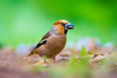 Sevimli küçük kuş Hawfinch. Hawfinch yerde besleniyor. Yeşil doğa arka planı. Kuş: Hawfinch. Coccothraustes coccothraustes.