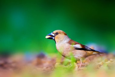 Sevimli küçük kuş Hawfinch. Hawfinch yerde besleniyor. Yeşil doğa arka planı. Kuş: Hawfinch. Coccothraustes coccothraustes.